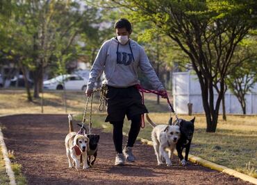 Morena va porque perritos que lleven los paseadores en CDMX siempre usen correa y bozal