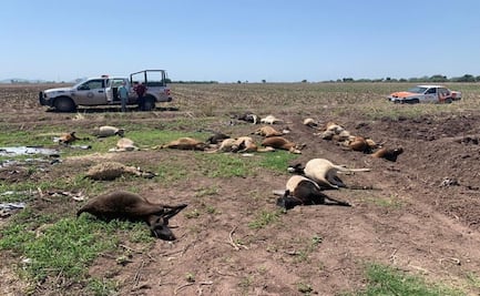 Fiscalía investiga muerte de 30 borregos por envenenamiento en Ahome