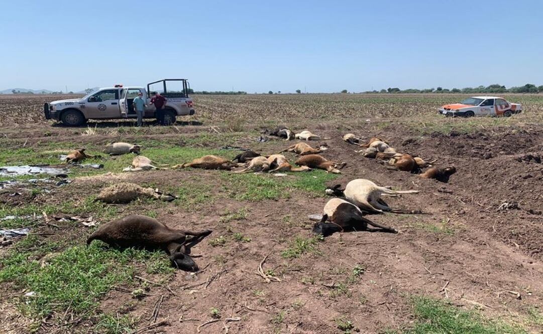 Foto: Cortesía de Línea Directa.