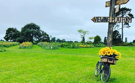 "¡Por favor, mantén tu ropa puesta!", piden a visitantes no desnudarse en campo de girasoles en Inglaterra