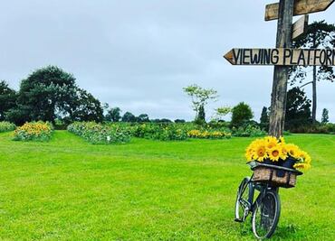 "¡Por favor, mantén tu ropa puesta!", piden a visitantes no desnudarse en campo de girasoles en Inglaterra