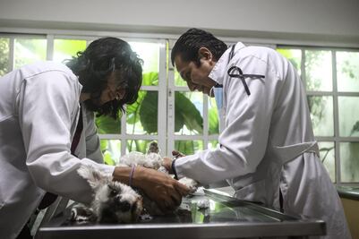 Veterinarios marcharán en la CDMX; buscan que se garantice el ejercicio seguro de la medicina veterinaria en el país