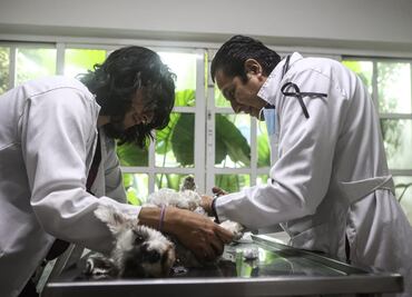 Veterinarios en riesgo alzan la voz; “un día me puse una pistola en la boca... estaba muy deprimido”