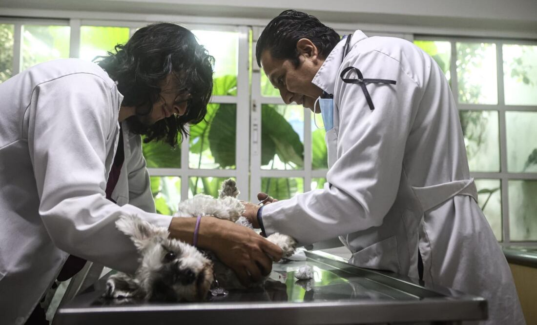 Veterinarios de varias clínicas portan listones negros en solidaridad con compañeros violentados. Foto: Gabriel Pano