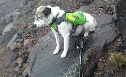 Hospitalizan a Citla, el perro guardián de la montaña