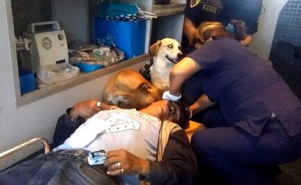 Perros auxilian a su dueño herido hasta el hospital