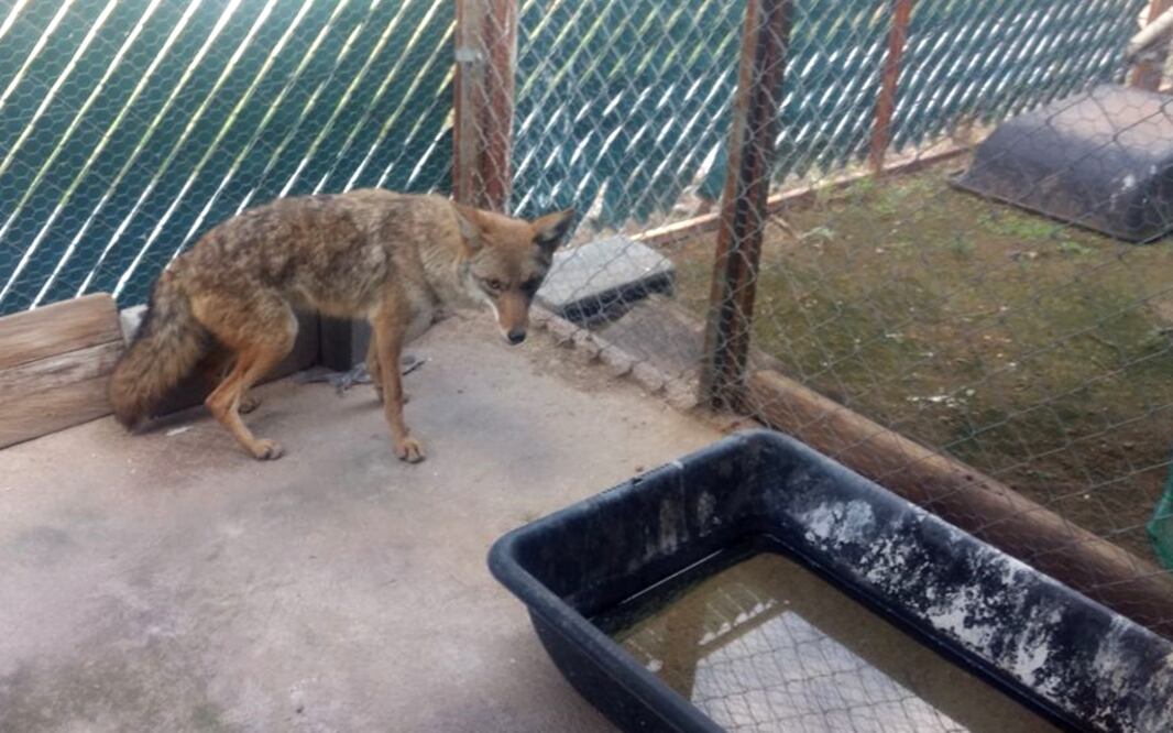 Rescatan a coyote de zona universitaria de San Luis Potosí