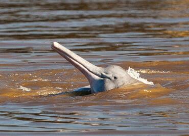 Hidroeléctricas amenazan a delfines del Amazonas