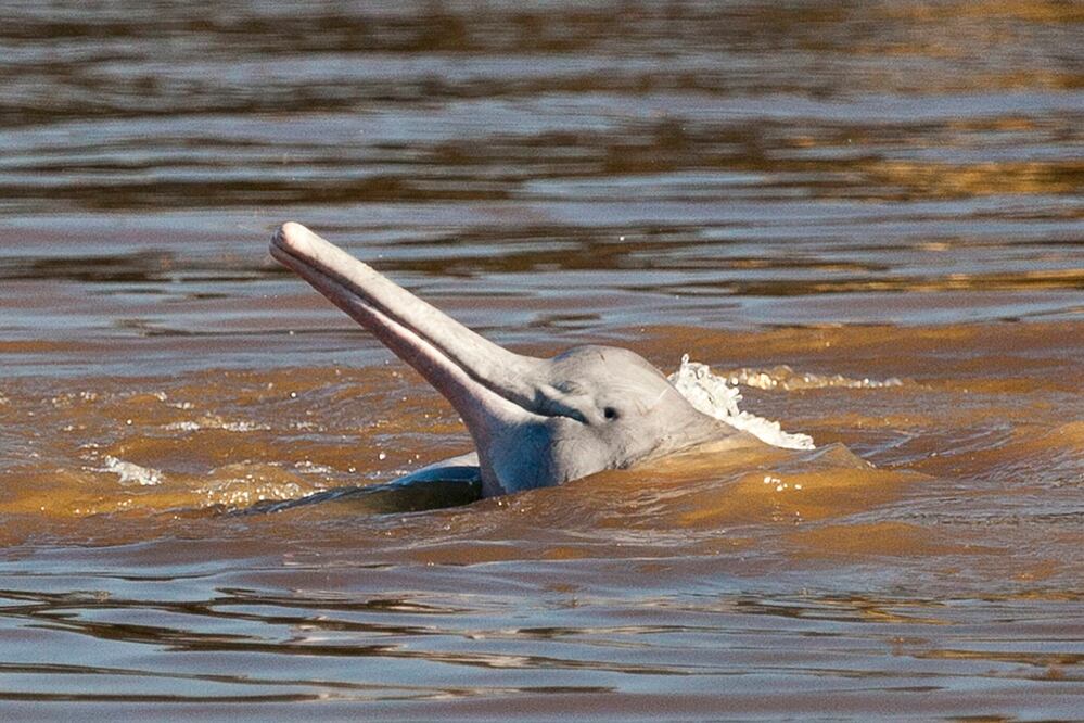 Estas especies se han quedado atrapadas en las dos grandes presas de Santro António y Jirau, en el Amazonas. Foto: Mara Candice Arias