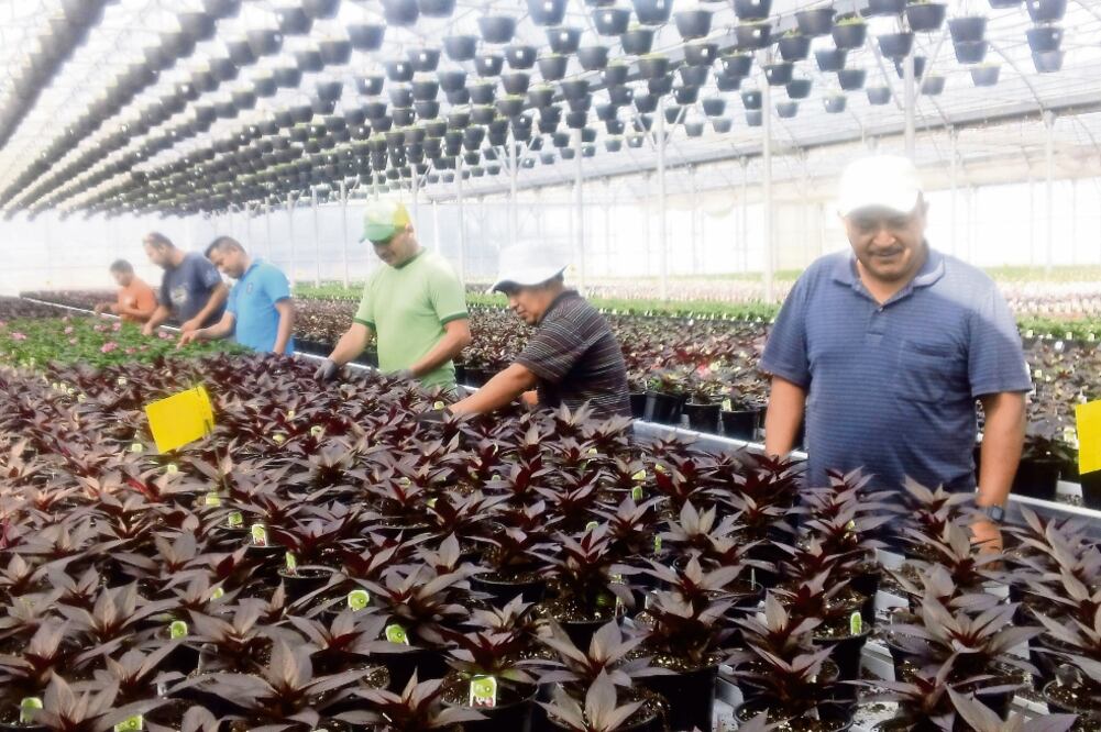 Los connacionales pueden laborar por un plazo de tres a ocho meses en Canadá, por un programa de trabajadores agrícolas temporales (CRISTINA PÉREZ- STADELMANN)