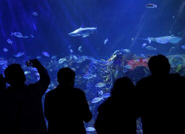 Mexico City’s aquariums and circuses reopen to the public