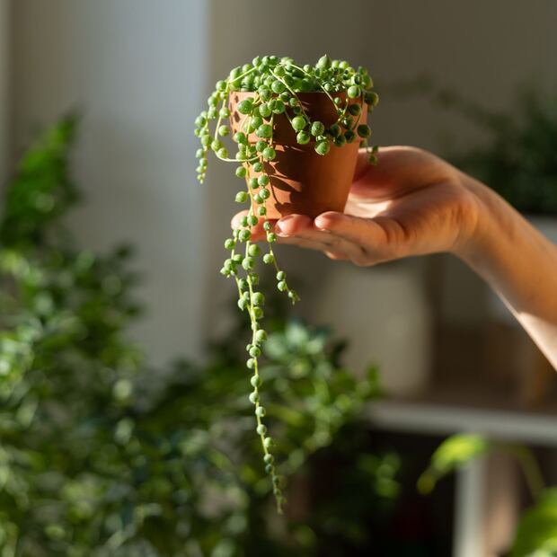 El encanto y la energía positiva de la planta Rosario. Fuente: Freepik.