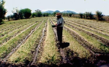 Ven escasa protección laboral a jornaleros