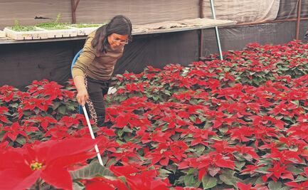 Juárez se pinta de rojo con nochebuenas locales