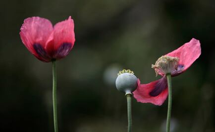 Incrementa Ejército ubicación de plantíos de amapola con imágenes satelitales