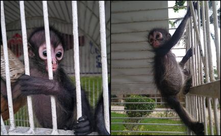 Rescatan cría de mono araña abandonada en predio de Mérida, Yucatán