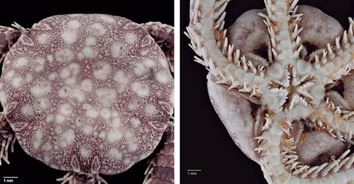 Científicos de la UNAM descubren una nueva especie marina en Cozumel 