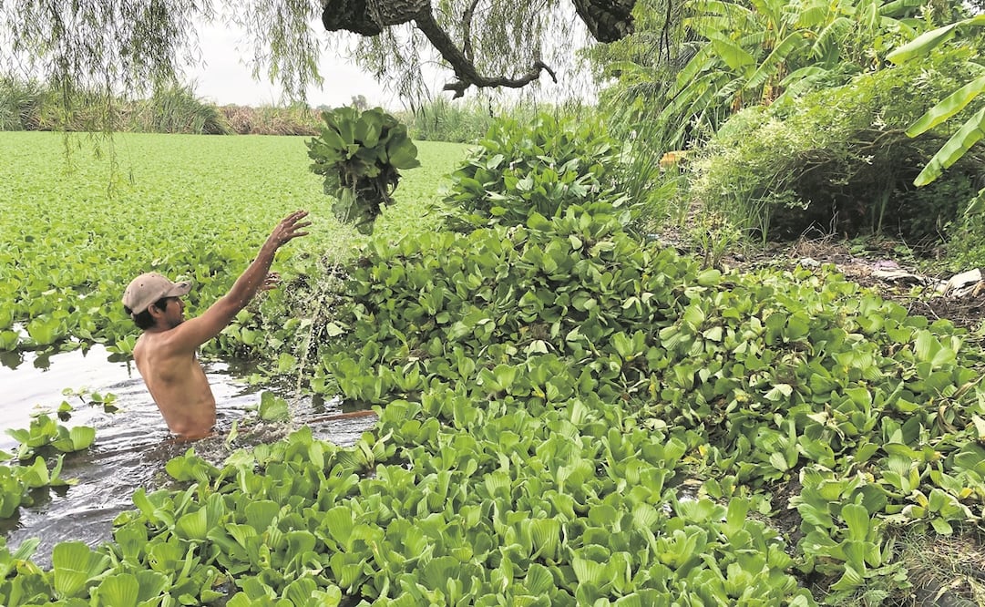 La Cooperativa Hormigas Acuáticas limpia la laguna la Espuma para evitar que su comunidad se inunde. Foto: Patricia Morales