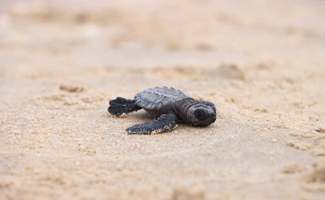 Estas crías se encuentran en peligro de extinción. Foto: Especial