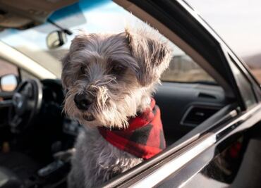 Descubre cómo quitar los pelos de perro de tu coche de forma rápida