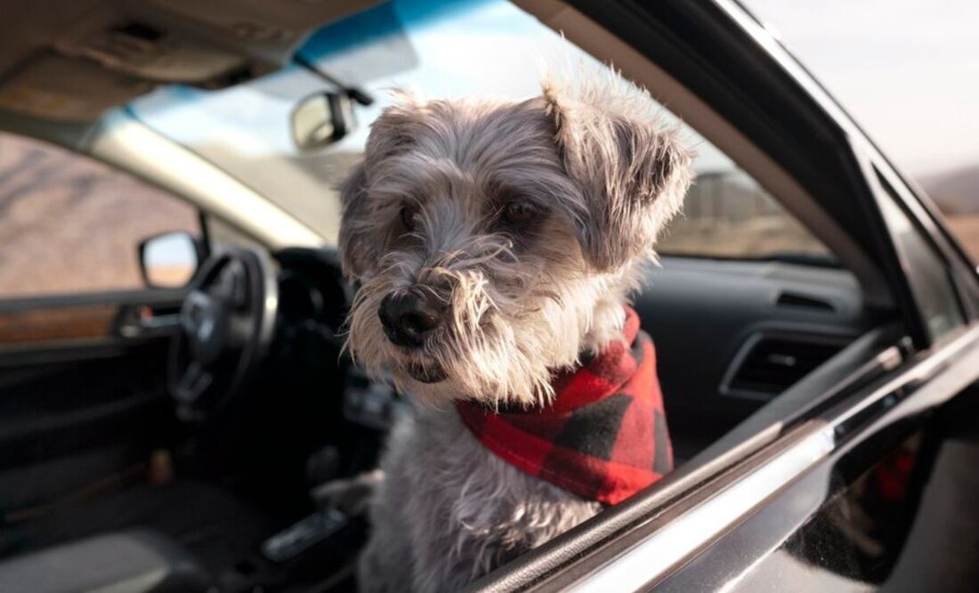Los perros pueden hacer que la limpieza de tu auto se convierta en un proceso complicado. Fuente: Freepik.