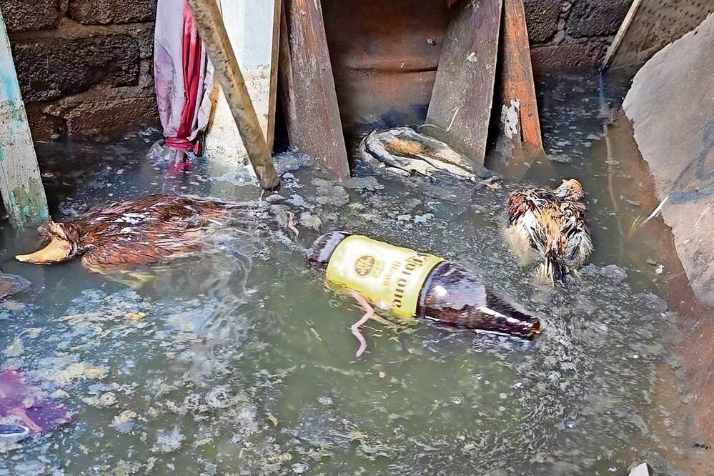 Noé Rodríguez asegura que dejo a sus 10 gallos arriba de sus jaulas, pero ya todos están muertos; asimismo halló restos de su tienda de abarrotes. Foto: de JORGE MEDELLÍN. EL UNIVERSAL