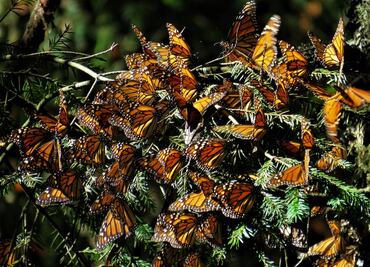 Mariposas monarca: lánzate a este campamento para fotografiarlas