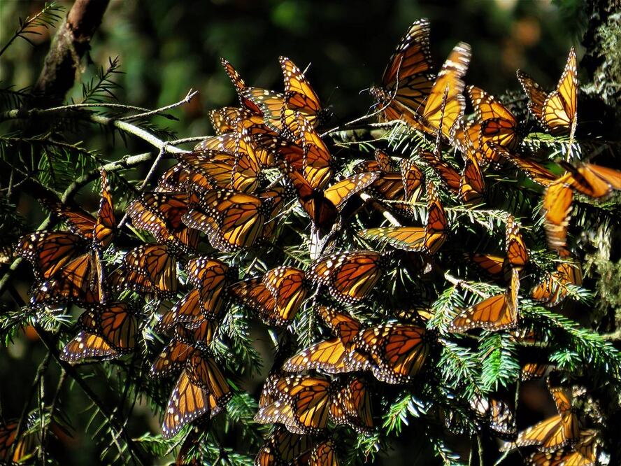 Descubre el Santuario de la Mariposa Monarca desde otra perspectiva. Fotos: Benny G. Flikr