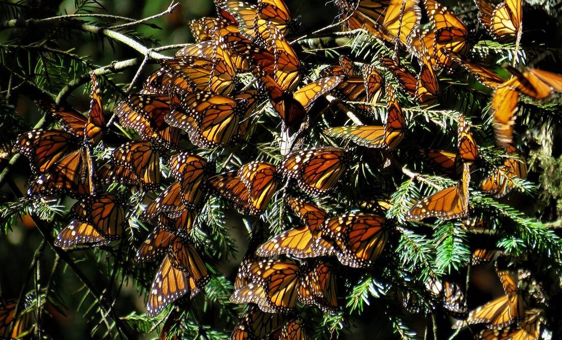 Descubre el Santuario de la Mariposa Monarca desde otra perspectiva. Fotos: Benny G. Flikr