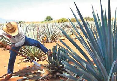 UE protege al tequila mexicano