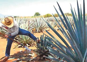 UE protege al tequila mexicano