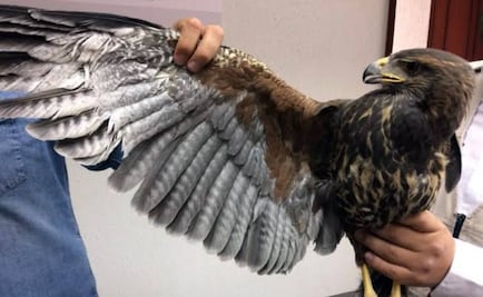 Rescatan a aguililla atrapada en casa de La Narvarte