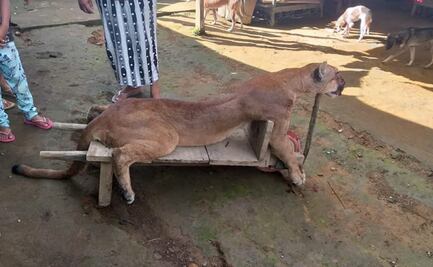Campesinos cazan a puma y lo sacrifican en Cacahoatán, Chiapas