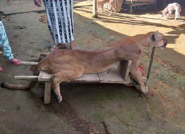Campesinos cazan a puma y lo sacrifican en Cacahoatán, Chiapas