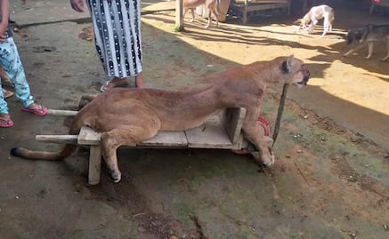 Campesinos cazan a puma y lo sacrifican en Cacahoatán, Chiapas