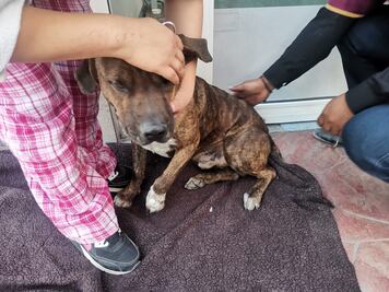 Disparan a perro en Ecatepec; es atendido de emergencia por dos heridas