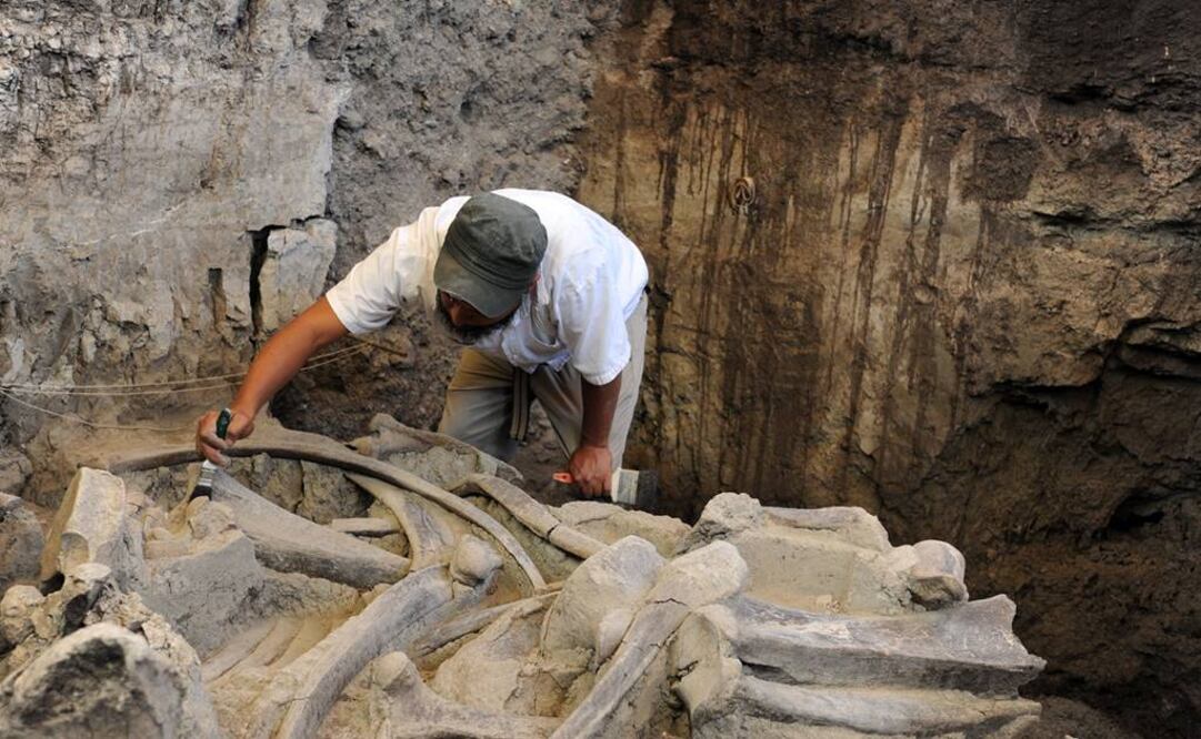 A través del análisis estratigráfico, el investigador Luis Córdoba estableció que el mamífero perteneció al periodo final del Pleistoceno (hace 14,000-12,000 años). FOTO: Cortesía INAH.