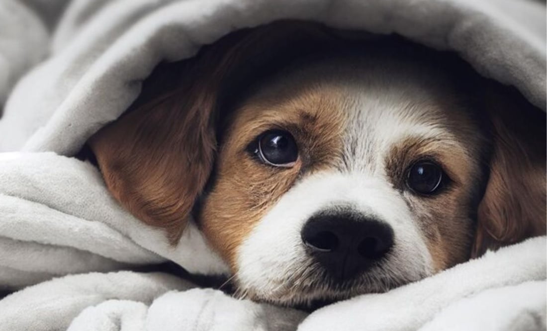 Consejos para mantener protegidos a los perros de las bajas temperaturas. Fuente: Freepik.