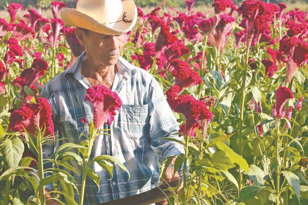Salvador Carvajal, de 74 años, es uno de los campesinos de la zona que ha dedicado su vida a la siembra de esta flor, como lo hicieron su padre y su abuelo. Fotos: PATRICIA MORALES