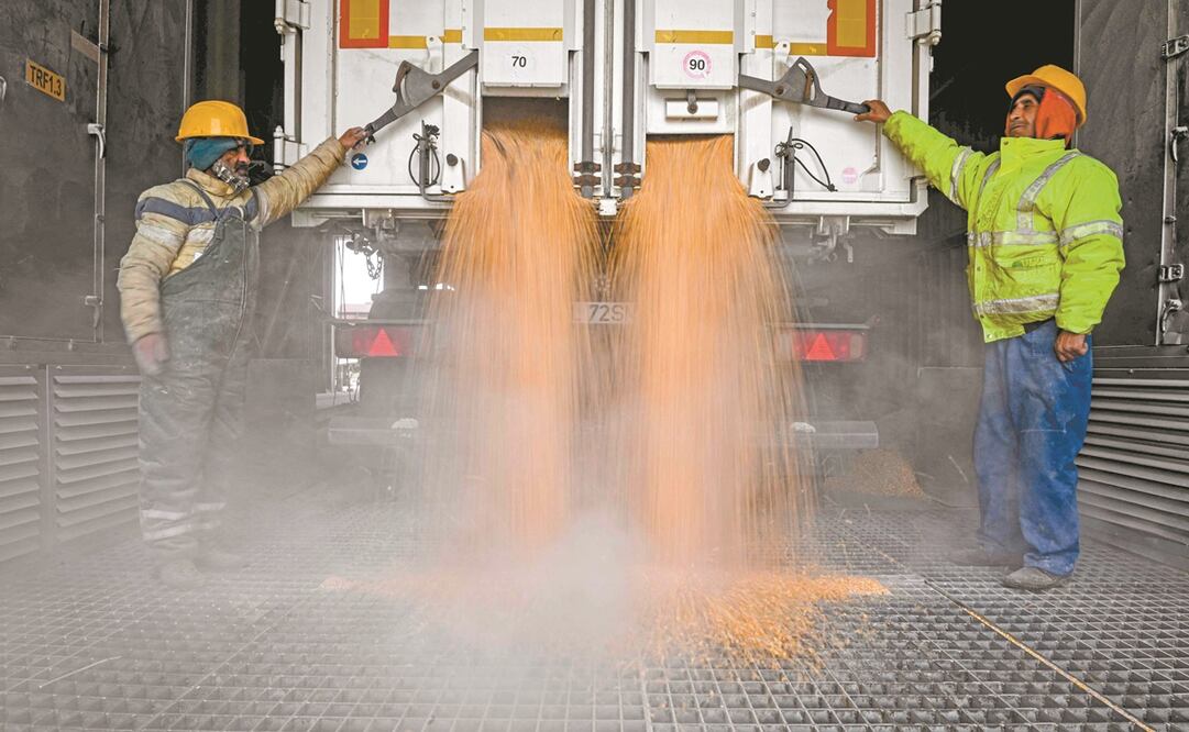 Las alzas en granos, como el maíz, tienen que ver con la sequía y la guerra en Ucrania, indican. Foto: DANIEL MIHAILESCU. AFP