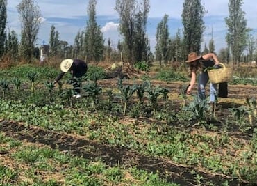 Descubre cómo es cosechar en una chinampa con ayuda de un robot