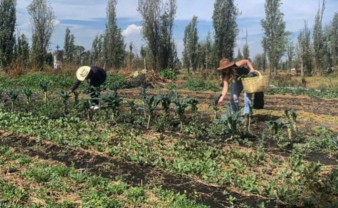 Robotánica, un proyecto que impulsa el sector agrícola en México con tecnología robótica. Foto: Robotánica/ Instagram