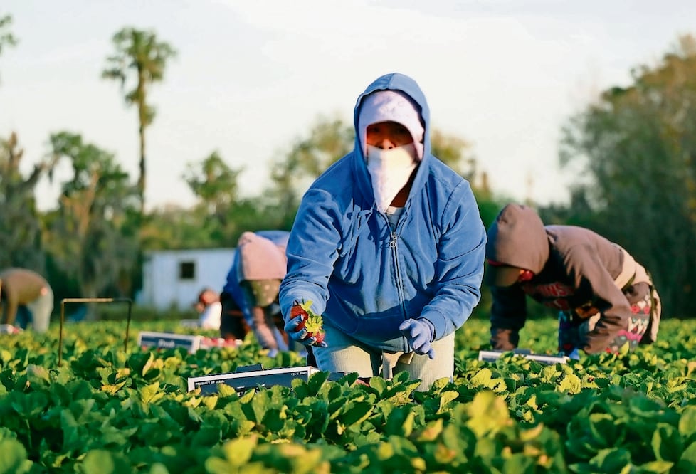 El aumento en el precio de los fertilizantes afecta la rentabilidad de los agricultores, advierte la consultora. Foto: Archivo/ EL UNIVERSAL