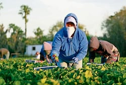 EU pone sobre mesa de negociación del T-MEC la estacionalidad y el trabajo forzoso; es parte de la agenda agropecuaria con México