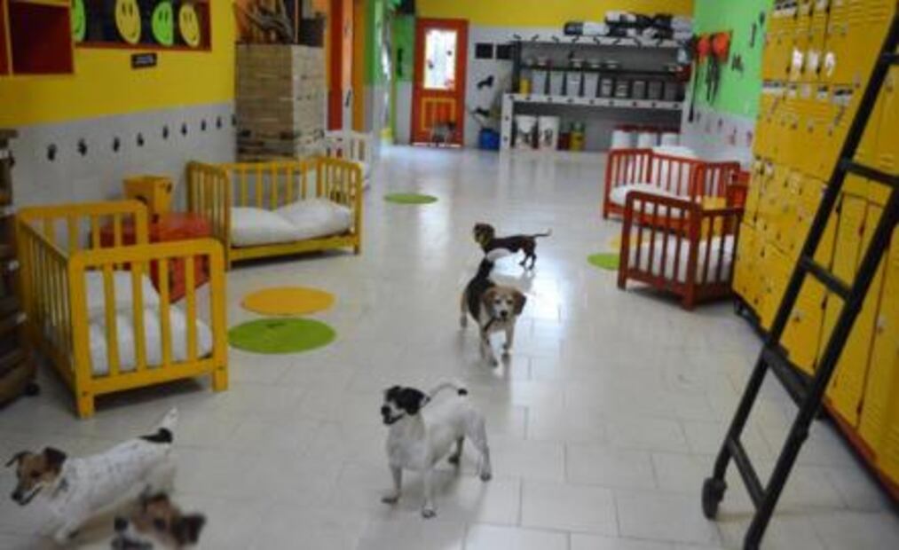 Petville, un hotel para perros de 5 estrellas