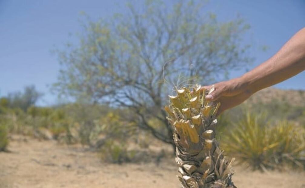Palo de oro, el nuevo botín de los traficantes