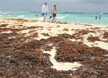 Sargazo que llega a Q.Roo tiene más de 28 metales pesados: investigación