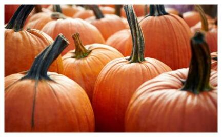 Quiénes sí deben comer calabaza