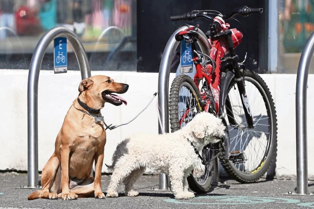 En abandono. El Inegi indicó que 5.4 millones de perros de 80% existentes en el país son mascotas, menos que los que están en calle. Foto: ARCHIVO EL UNIVERSAL