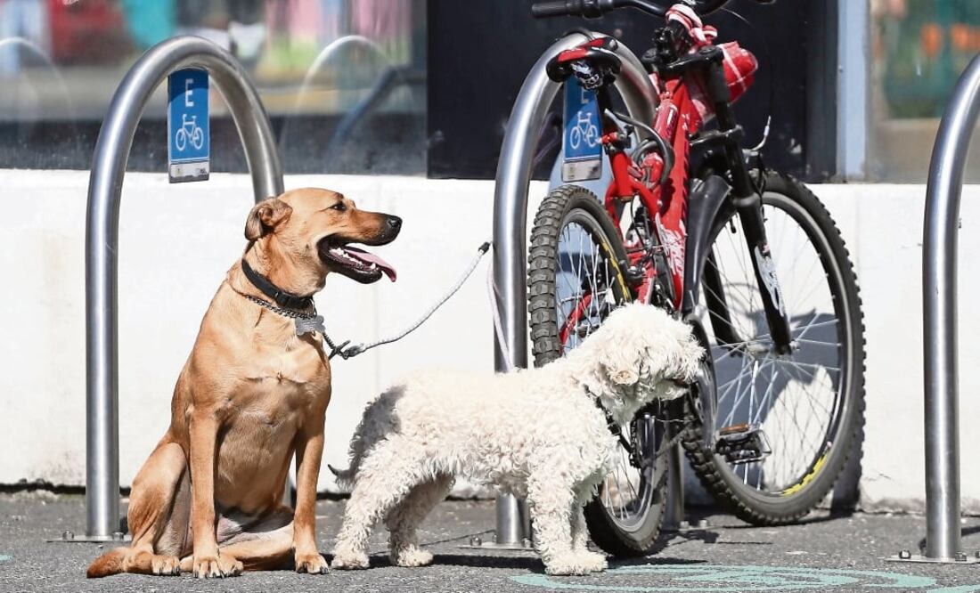 En abandono. El Inegi indicó que 5.4 millones de perros de 80% existentes en el país son mascotas, menos que los que están en calle. Foto: ARCHIVO EL UNIVERSAL